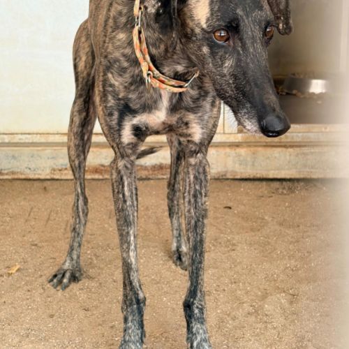 Claudia, adorable galga #4