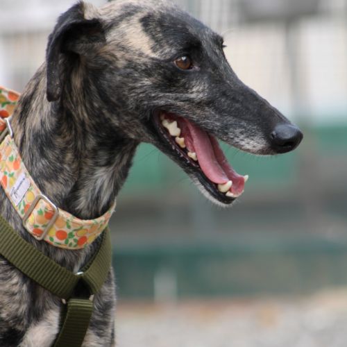 Claudia, adorable galga #5