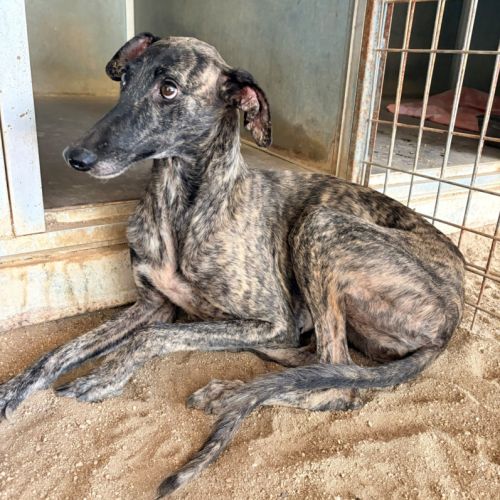 Claudia, adorable galga #6