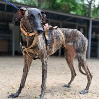 Claudia, adorable galga #1