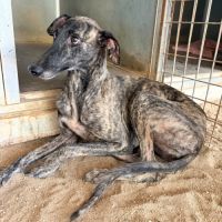 Claudia, adorable galga #6