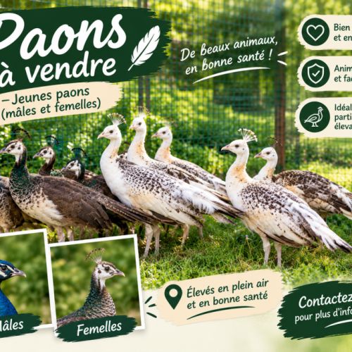 Paons d ornement #2