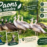 Paons d ornement #2