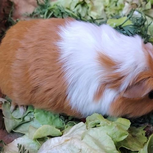Pocket - cochon d'inde mâle #2