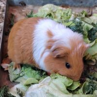 Pocket - cochon d'inde mâle #3