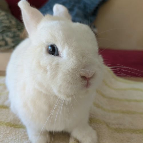 Max - lapin nain