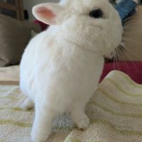 Max - lapin nain #2