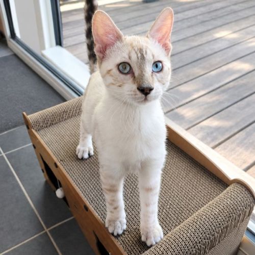 Chaton bengal #3
