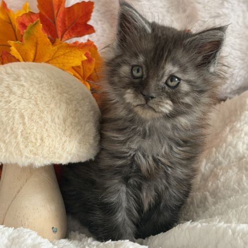 A réserver 2 magnifiques chatons maine coon loof #1