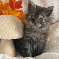 A réserver 2 magnifiques chatons maine coon loof #1