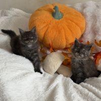 A réserver 2 magnifiques chatons maine coon loof