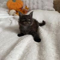 A réserver 2 magnifiques chatons maine coon loof #3