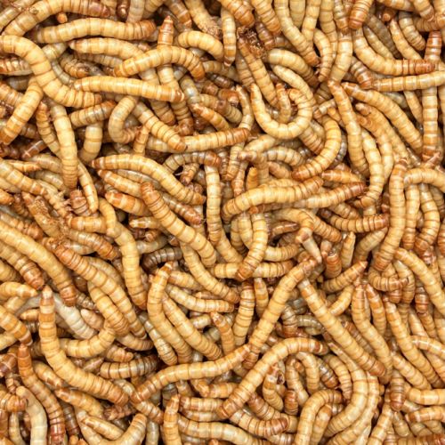 Vers de farine nourris légumes bio
