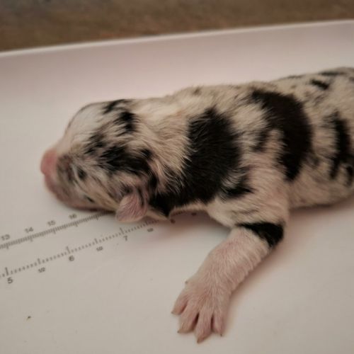 Femelle berger australien bleu merle #4