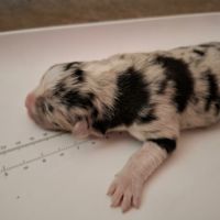 Femelle berger australien bleu merle #4