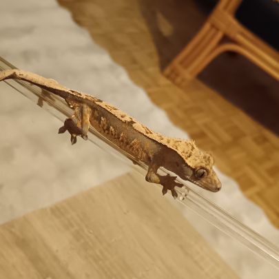 Gecko a crête femelle de 1 ans