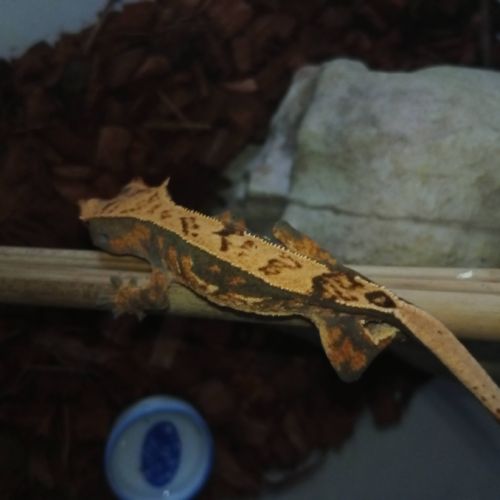 Gecko a crête femelle de 1 ans #4