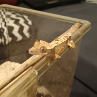 Gecko a crête femelle de 1 ans #1