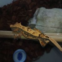 Gecko a crête femelle de 1 ans #4
