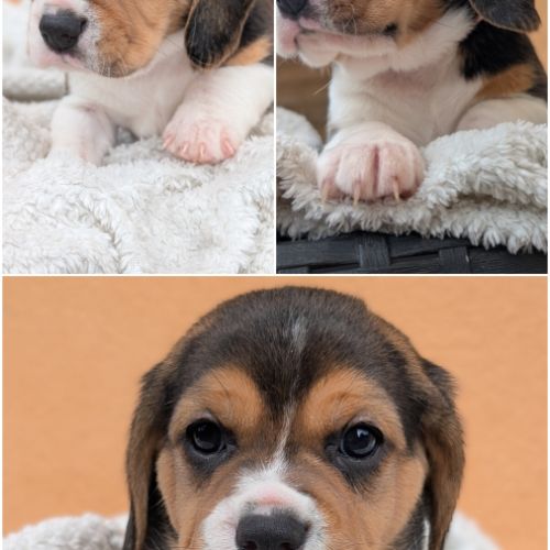 Magnifiques petits  beagles