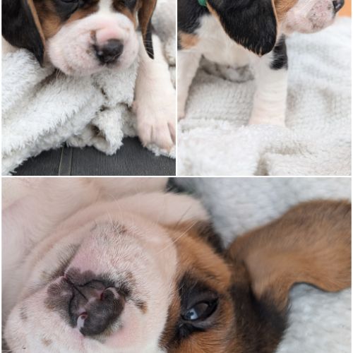 Magnifiques petits  beagles #2