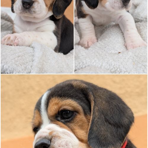 Magnifiques petits  beagles #3