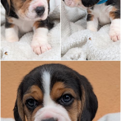 Magnifiques petits  beagles #4