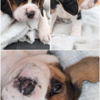 Magnifiques petits  beagles #2
