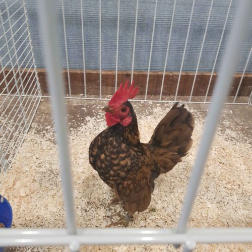 Vente coq serama #1