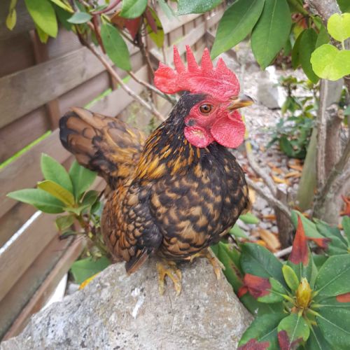 Vente coq serama