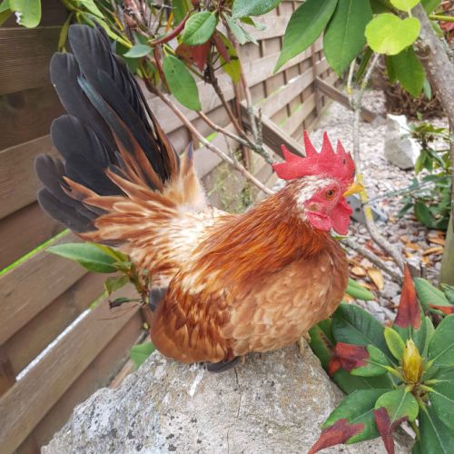 Vente de coq serama