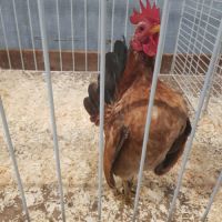 Vente de coq serama #1