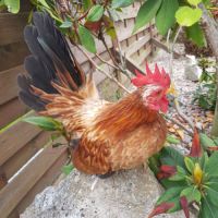 Vente de coq serama