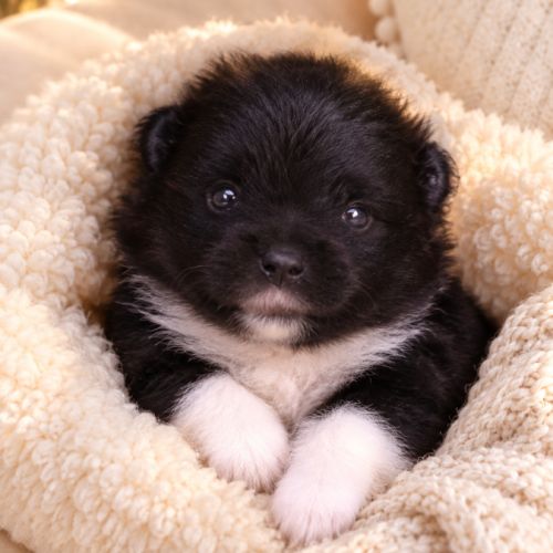 Boule de poils, chiot spitz