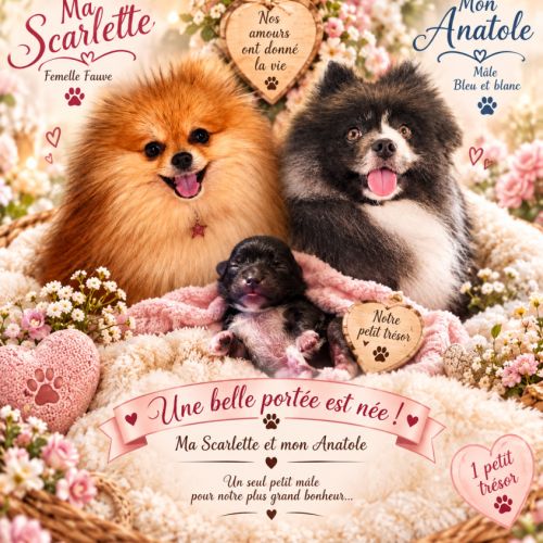 Boule de poils, chiot spitz #3