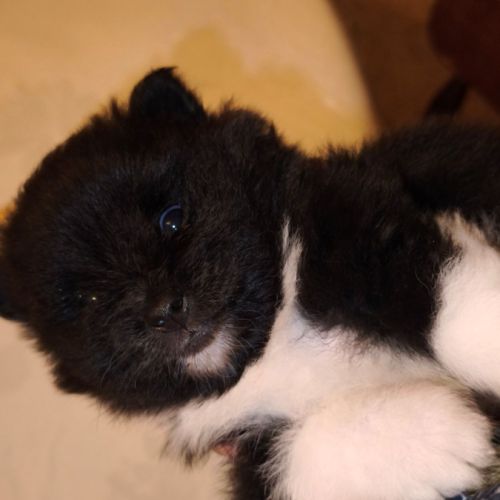 Boule de poils, chiot spitz #4