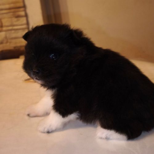 Boule de poils, chiot spitz #5