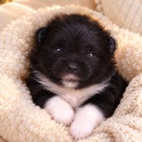 Boule de poils, chiot spitz #0