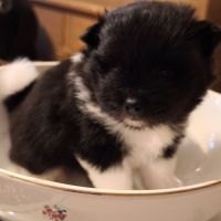 Boule de poils, chiot spitz #2
