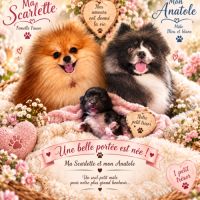 Boule de poils, chiot spitz #3
