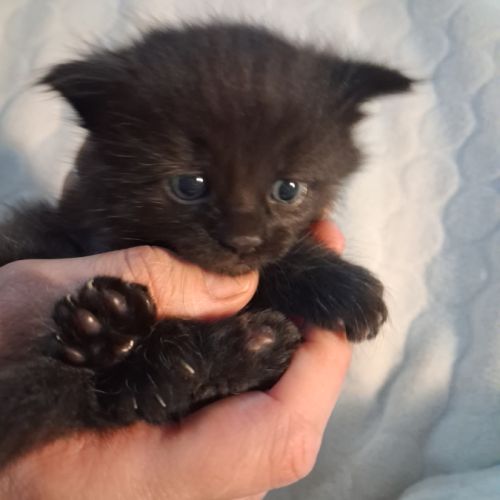 Onyx, adorable chaton à l'adoption #1