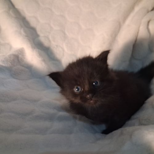 Onyx, adorable chaton à l'adoption #2
