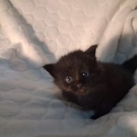 Onyx, adorable chaton à l'adoption #2