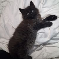 Onyx, adorable chaton à l'adoption #0