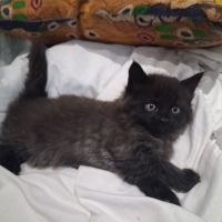 Onyx, adorable chaton à l'adoption #4