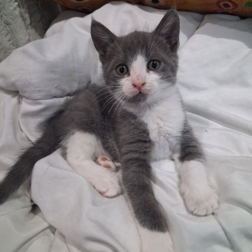 Dobby, adorable chaton à l'adoption