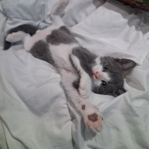 Dobby, adorable chaton à l'adoption #2