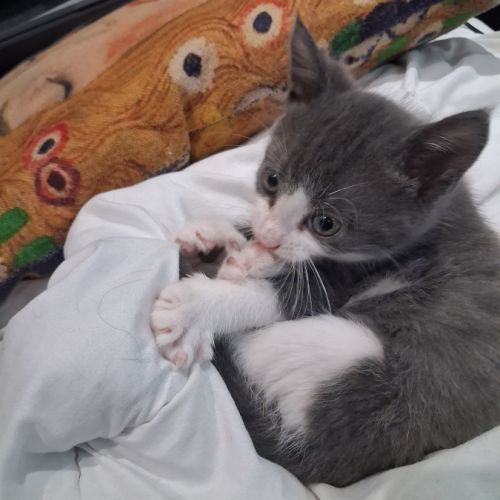 Dobby, adorable chaton à l'adoption #4