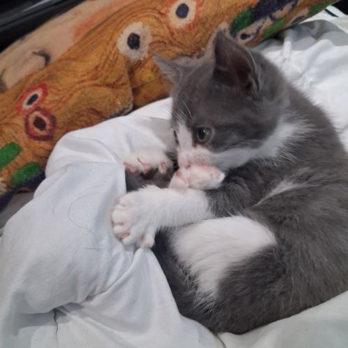Dobby, adorable chaton à l'adoption #5