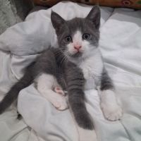 Dobby, adorable chaton à l'adoption